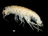  ( - PMP UKS-02)  @11 [ ] CreativeCommons - Attribution (2019) CBG Photography Group Centre for Biodiversity Genomics