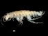  ( - PMP UKS-04)  @11 [ ] CreativeCommons - Attribution (2019) CBG Photography Group Centre for Biodiversity Genomics
