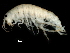  ( - PMP UKS-06)  @11 [ ] CreativeCommons - Attribution (2019) CBG Photography Group Centre for Biodiversity Genomics