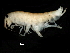  ( - PMP UKS-12)  @11 [ ] CreativeCommons - Attribution (2019) CBG Photography Group Centre for Biodiversity Genomics