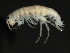  ( - PMP UKS-13)  @11 [ ] CreativeCommons - Attribution (2019) CBG Photography Group Centre for Biodiversity Genomics