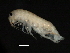  ( - PMP UKS-17)  @11 [ ] CreativeCommons - Attribution (2019) CBG Photography Group Centre for Biodiversity Genomics