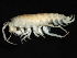  ( - PMP UKD-01)  @11 [ ] CreativeCommons - Attribution (2019) CBG Photography Group Centre for Biodiversity Genomics
