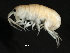  ( - PMP UKD-02)  @11 [ ] CreativeCommons - Attribution (2019) CBG Photography Group Centre for Biodiversity Genomics