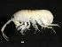  ( - PMP UKD-03)  @11 [ ] CreativeCommons - Attribution (2019) CBG Photography Group Centre for Biodiversity Genomics