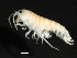  ( - PMP UKD-04)  @11 [ ] CreativeCommons - Attribution (2019) CBG Photography Group Centre for Biodiversity Genomics