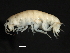  ( - PMP UKD-05)  @11 [ ] CreativeCommons - Attribution (2019) CBG Photography Group Centre for Biodiversity Genomics