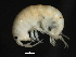  ( - PMP UKD-06)  @11 [ ] CreativeCommons - Attribution (2019) CBG Photography Group Centre for Biodiversity Genomics