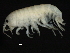  ( - PMP UKD-07)  @11 [ ] CreativeCommons - Attribution (2019) CBG Photography Group Centre for Biodiversity Genomics