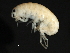  ( - PMP UKD-08)  @11 [ ] CreativeCommons - Attribution (2019) CBG Photography Group Centre for Biodiversity Genomics