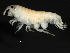  ( - PMP UKD-10)  @11 [ ] CreativeCommons - Attribution (2019) CBG Photography Group Centre for Biodiversity Genomics