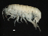  ( - PMP UKD-11)  @11 [ ] CreativeCommons - Attribution (2019) CBG Photography Group Centre for Biodiversity Genomics