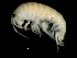  ( - PMP UKD-12)  @11 [ ] CreativeCommons - Attribution (2019) CBG Photography Group Centre for Biodiversity Genomics