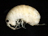  ( - PMP UKD-13)  @11 [ ] CreativeCommons - Attribution (2019) CBG Photography Group Centre for Biodiversity Genomics
