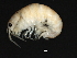  ( - PMP UKD-15)  @11 [ ] CreativeCommons - Attribution (2019) CBG Photography Group Centre for Biodiversity Genomics
