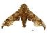  ( - USNM ENT 00196762)  @14 [ ] Copyright (2010) Unspecified Smithsonian Institution