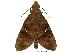  ( - USNM ENT 00196772)  @12 [ ] Copyright (2010) Unspecified Smithsonian Institution