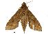  ( - USNM ENT 00196787)  @14 [ ] Copyright (2010) Unspecified Smithsonian Institution