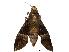  ( - USNM ENT 00196795)  @14 [ ] Copyright (2010) Unspecified Smithsonian Institution