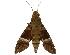  ( - USNM ENT 00196799)  @14 [ ] Copyright (2010) Unspecified Smithsonian Institution