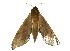  ( - USNM ENT 00196824)  @13 [ ] Copyright (2010) Unspecified Smithsonian Institution