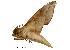  ( - USNM ENT 00196826)  @12 [ ] Copyright (2010) Unspecified Smithsonian Institution