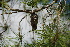  ( - PNCA166)  @12 [ ] CreativeCommons - Attribution Non-Commercial Share-Alike (2009) David Sebastian Gernandt Universidad Nacional Autonoma de Mexico, Instituto de Biologia