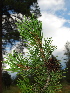  (Pinus contorta var. latifolia - PNCA168)  @14 [ ] CreativeCommons - Attribution Non-Commercial Share-Alike (2009) David Sebastian Gernandt Universidad Nacional Autonoma de Mexico, Instituto de Biologia