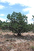  (Pinus edulis - PNCA0082)  @14 [ ] CreativeCommons - Attribution Non-Commercial Share-Alike (2009) David Sebastian Gernandt Universidad Nacional Autonoma de Mexico, Instituto de Biologia