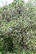  ( - PNCA0132)  @11 [ ] CreativeCommons - Attribution Non-Commercial Share-Alike (2009) David Sebastian Gernandt Universidad Nacional Autonoma de Mexico, Instituto de Biologia