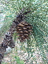  (Pinus arizonica - PNCA0140)  @15 [ ] CreativeCommons - Attribution Non-Commercial Share-Alike (2009) David Sebastian Gernandt Universidad Nacional Autonoma de Mexico, Instituto de Biologia