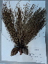  ( - PNCA239)  @11 [ ] CreativeCommons - Attribution Non-Commercial Share-Alike (2012) Sergio Hernandez Leon Universidad Nacional Autonoma de Mexico, Instituto de Biologia