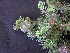  ( - PNCA0055)  @11 [ ] CreativeCommons - Attribution Non-Commercial Share-Alike (2003) David Sebastian Gernandt Universidad Nacional Autonoma de Mexico, Instituto de Biologia