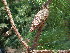  (Pinus jaliscana - PNCA203)  @13 [ ] CreativeCommons - Attribution Non-Commercial Share-Alike (2004) David Sebastian Gernandt Universidad Nacional Autonoma de Mexico, Instituto de Biologia