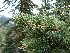  ( - PNCA0065)  @13 [ ] CreativeCommons - Attribution Non-Commercial Share-Alike (2006) David Sebastian Gernandt Universidad Nacional Autonoma de Mexico, Instituto de Biologia