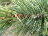  ( - PNCA0065)  @11 [ ] CreativeCommons - Attribution Non-Commercial Share-Alike (2006) David Sebastian Gernandt Universidad Nacional Autonoma de Mexico, Instituto de Biologia
