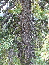  ( - PNCA0065)  @14 [ ] CreativeCommons - Attribution Non-Commercial Share-Alike (2006) David Sebastian Gernandt Universidad Nacional Autonoma de Mexico, Instituto de Biologia