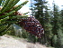  ( - PNCA0066)  @14 [ ] CreativeCommons - Attribution Non-Commercial Share-Alike (2006) David Sebastian Gernandt Universidad Nacional Autonoma de Mexico, Instituto de Biologia