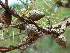  (Pinus tecunumanii - PNCA232)  @12 [ ] CreativeCommons - Attribution Non-Commercial Share-Alike (2012) David Sebastian Gernandt Universidad Nacional Autonoma de Mexico, Instituto de Biologia