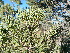  ( - PNCA0081)  @14 [ ] CreativeCommons - Attribution Non-Commercial Share-Alike (2008) David Sebastian Gernandt Universidad Nacional Autonoma de Mexico, Instituto de Biologia