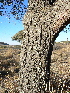  ( - PNCA0081)  @12 [ ] CreativeCommons - Attribution Non-Commercial Share-Alike (2008) David Sebastian Gernandt Universidad Nacional Autonoma de Mexico, Instituto de Biologia