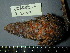  (Pinus virginiana - PNCA272)  @12 [ ] CreativeCommons - Attribution Non-Commercial Share-Alike (2012) Aaron Liston Oregon State University