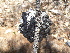  ( - PNCA192)  @11 [ ] CreativeCommons - Attribution Non-Commercial Share-Alike (2003) Sergio Hernandez Leon Universidad Nacional Autonoma de Mexico, Instituto de Biologia