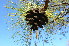  ( - PNCA0014)  @11 [ ] CreativeCommons - Attribution Non-Commercial Share-Alike (2003) Sergio Hernandez Leon Universidad Nacional Autonoma de Mexico, Instituto de Biologia