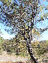  ( - PNCA0014)  @11 [ ] CreativeCommons - Attribution Non-Commercial Share-Alike (2010) Sergio Hernandez Leon Universidad Nacional Autonoma de Mexico, Instituto de Biologia