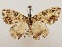  ( - CSUC100)  @11 [ ] CreativeCommons  Attribution Share-Alike (2021) Candice Sawyer California State University, Chico State Entomology Collection
