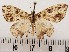  ( - CSUC100)  @11 [ ] CreativeCommons  Attribution Share-Alike (2021) Candice Sawyer California State University, Chico State Entomology Collection
