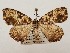  ( - CSUC101)  @11 [ ] CreativeCommons  Attribution Share-Alike (2021) Candice Sawyer California State University, Chico State Entomology Collection