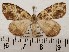  ( - CSUC101)  @11 [ ] CreativeCommons  Attribution Share-Alike (2021) Candice Sawyer California State University, Chico State Entomology Collection