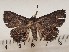  ( - CSUC103)  @11 [ ] CreativeCommons  Attribution Share-Alike (2021) Candice Sawyer California State University, Chico State Entomology Collection
